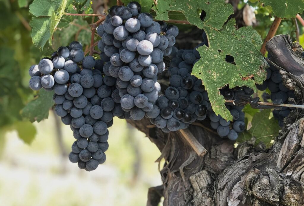 vins, cépages, Cabernet Franc