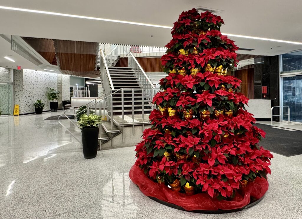 jouets, contraventions, Hamilton