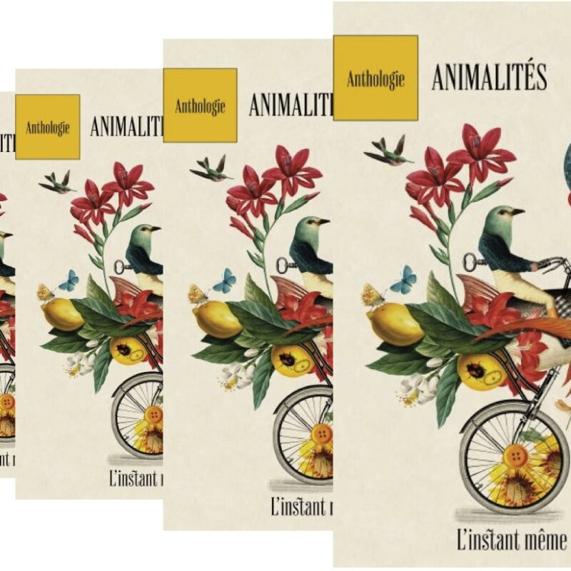 animaux, Collectif, Animalités, nouvelles