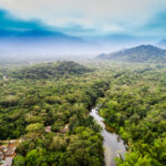 forêts tropicales