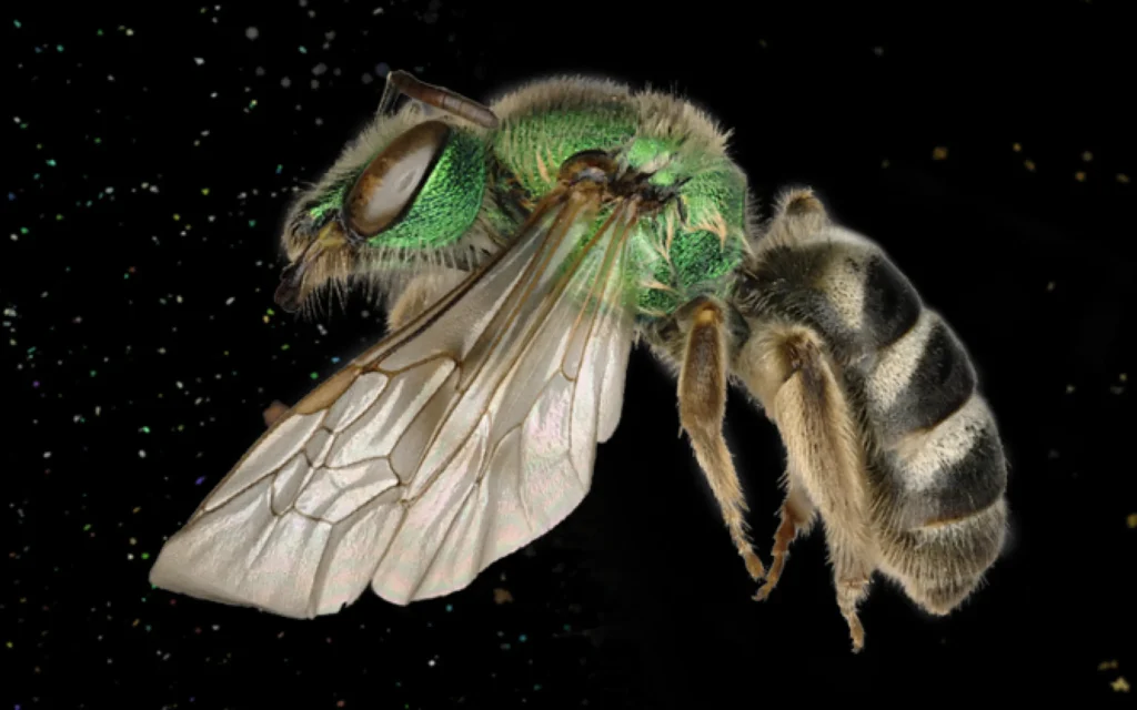 Abeille: une histoire de survie au ROM