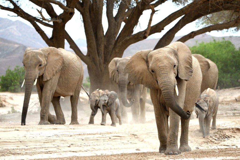 animaux, éléphants