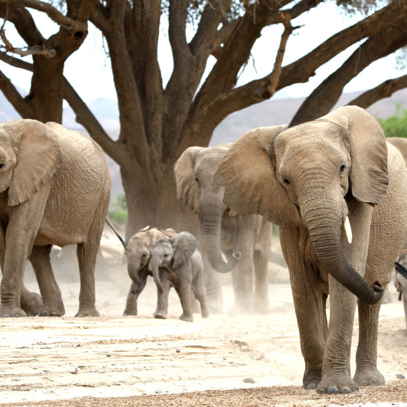 animaux, éléphants