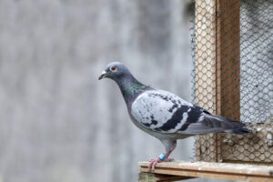 pigeons voyageurs
