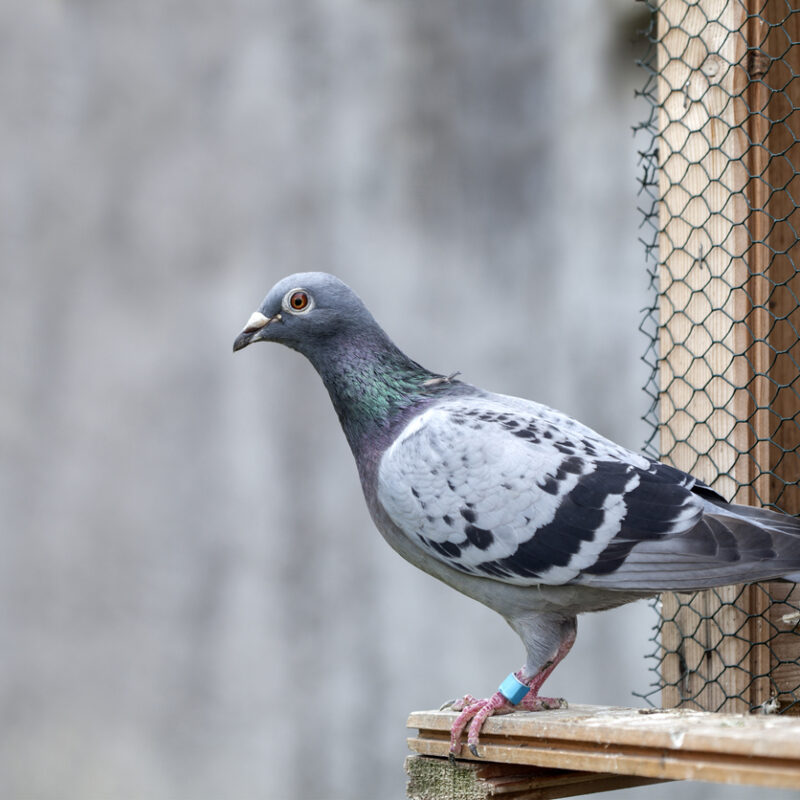 pigeons voyageurs