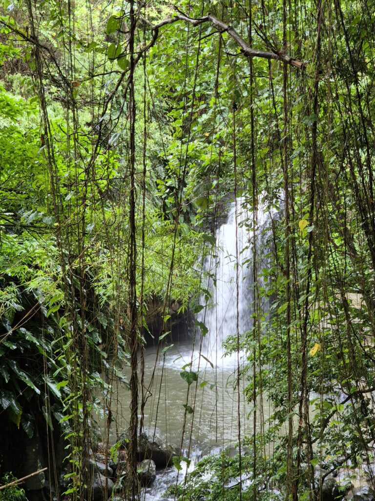 Grenade, jungle