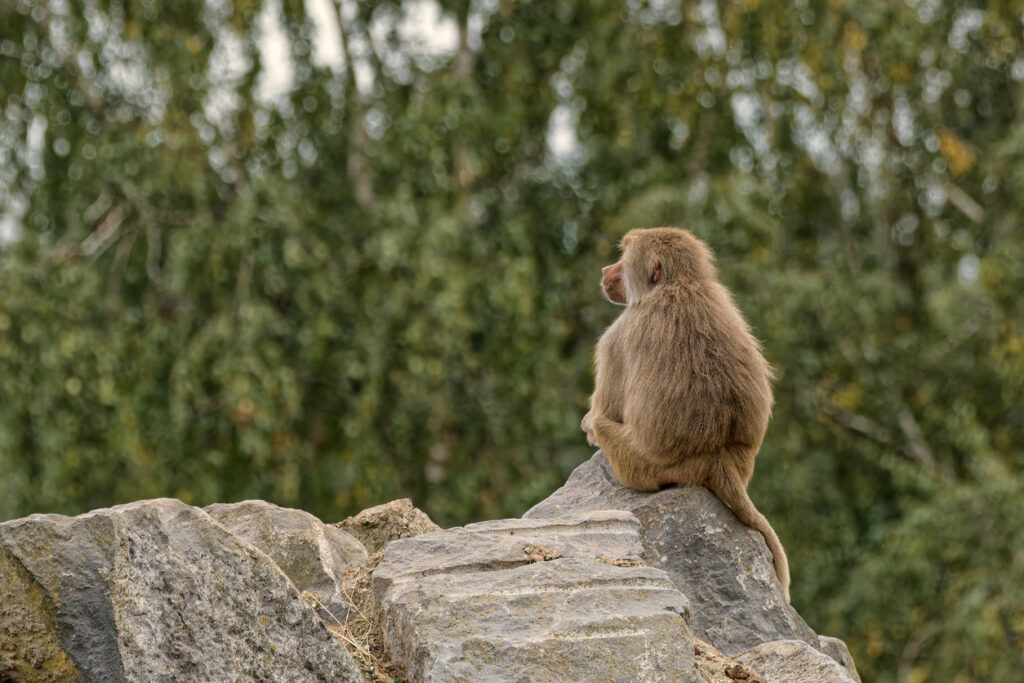 formes géométriques, géométrie, singes, babouins