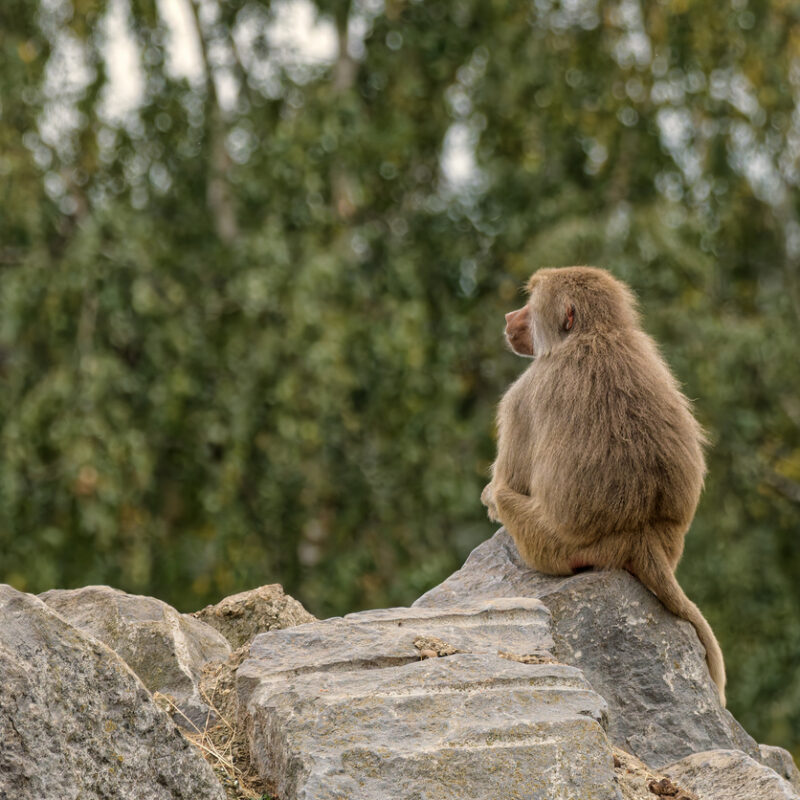 formes géométriques, géométrie, singes, babouins