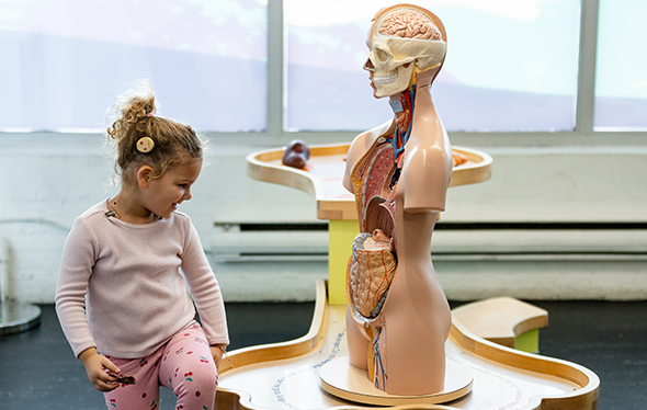 anatomie