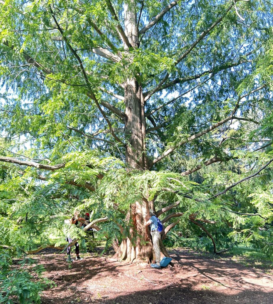 Bains de forêt