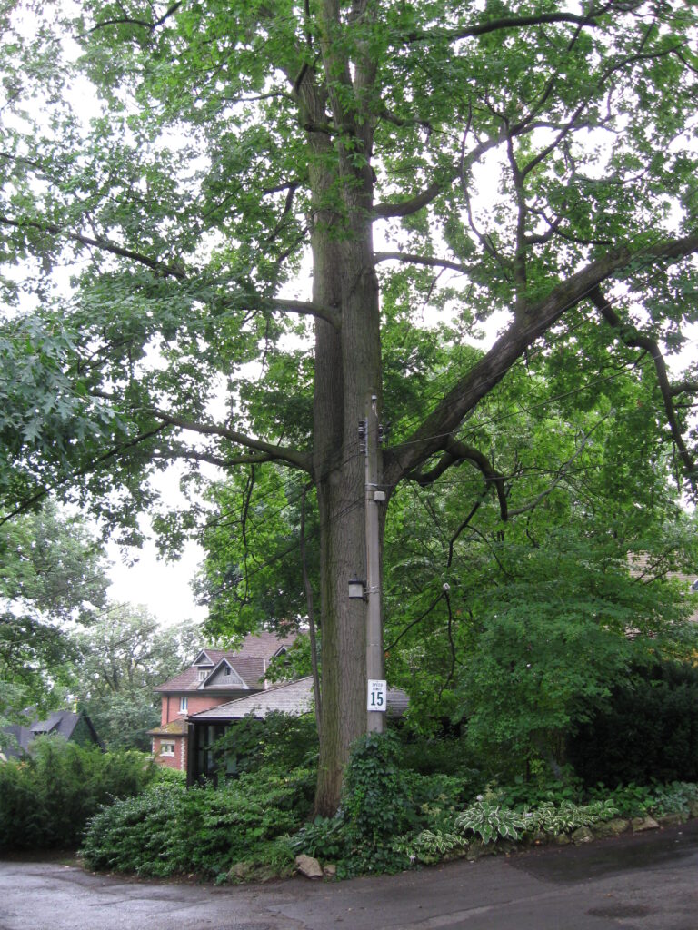 arbres distinctifs toronto