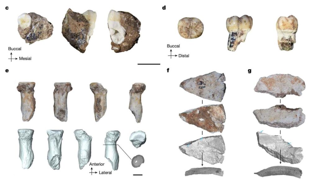 Denisoviens