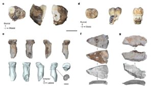 Denisoviens