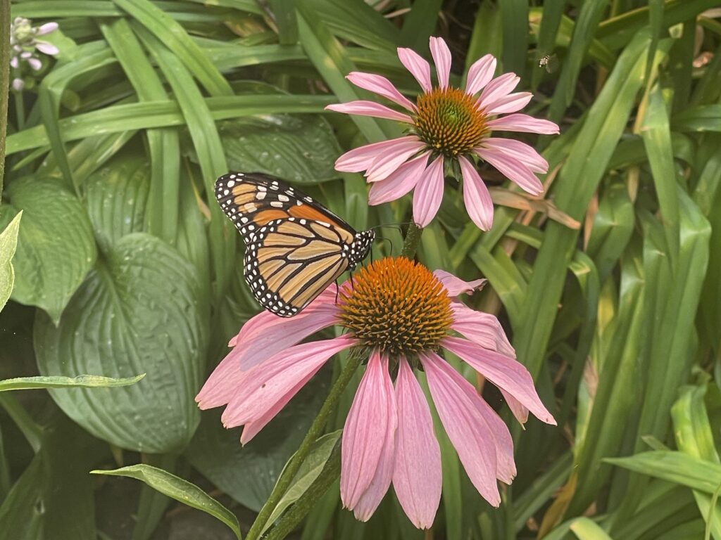 Papillons monarques