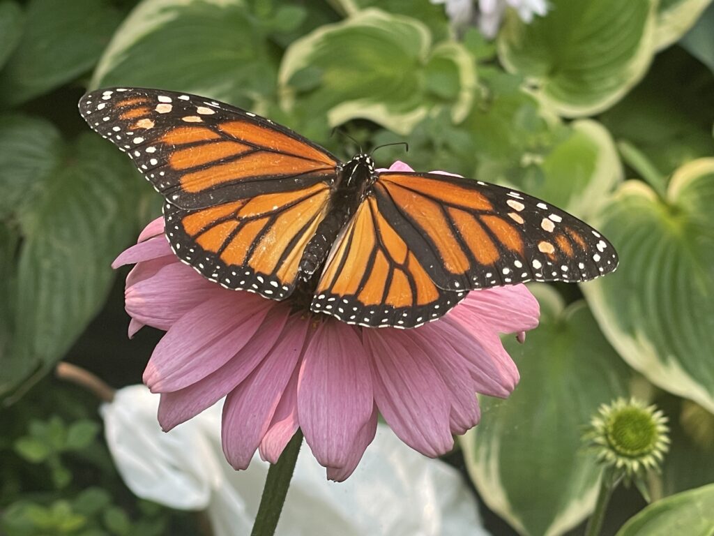 Papillon Monarque