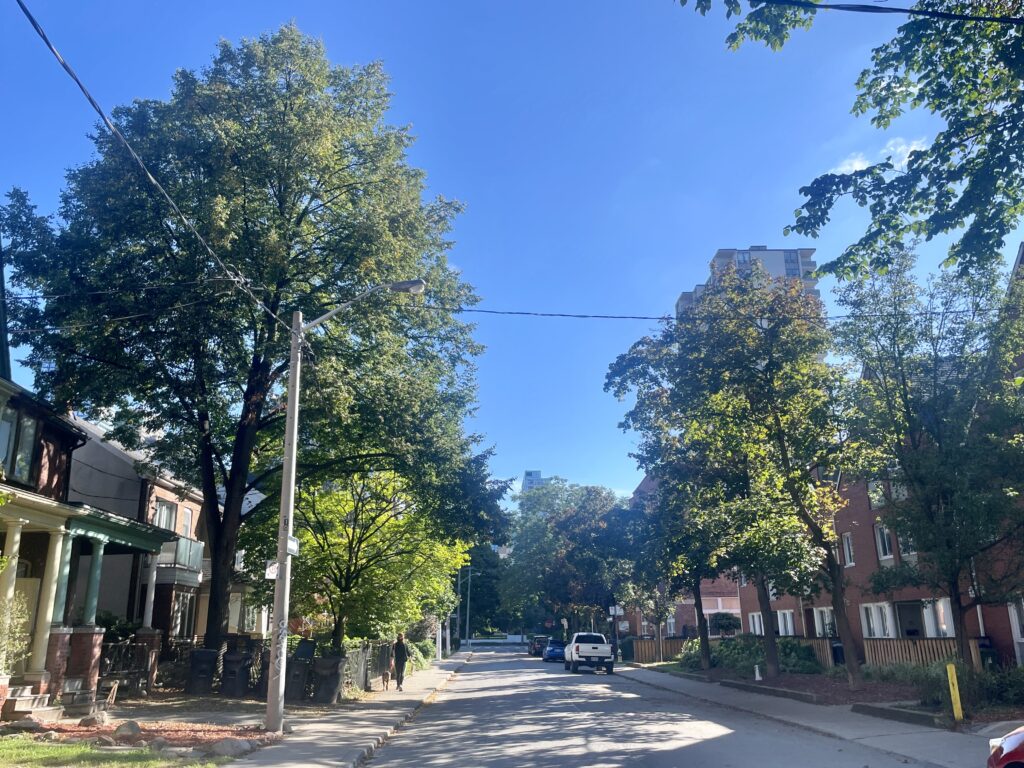 arbres distinctifs toronto
