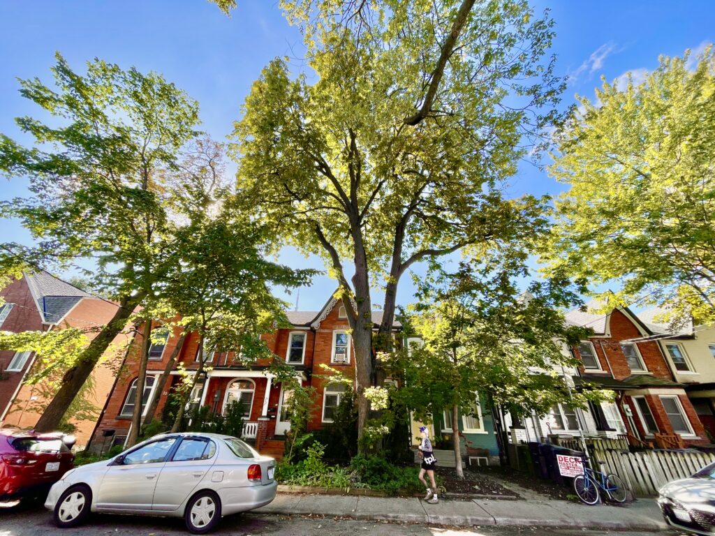 arbres distinctifs toronto