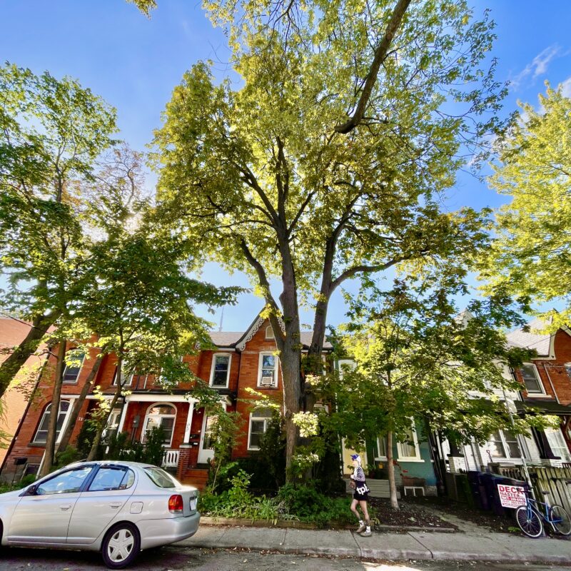 arbres distinctifs toronto